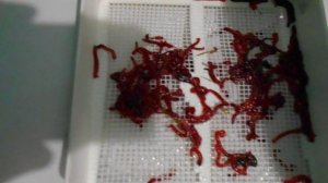 Как промыть мотыля в домашних условиях