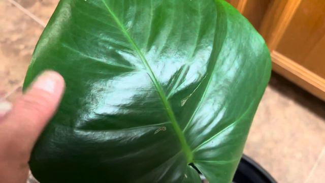 Monstera Deliousa Plant During Cold Weather #houseplant смотреть онлайн