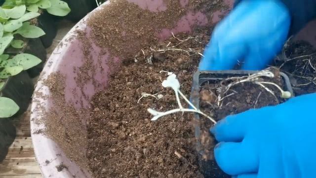 Подписчица научила, как размножить дихондру смотреть онлайн