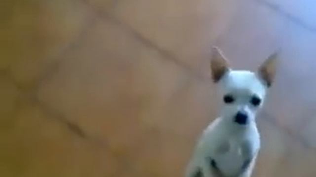 ПРИКОЛ СОБАКА ТАНЦУЕТ САМБУ) смотреть онлайн