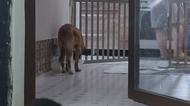 Баксик. Энтерит , сегодня второй день лечения.#приютдлясобак #dogsshelter смотреть онлайн