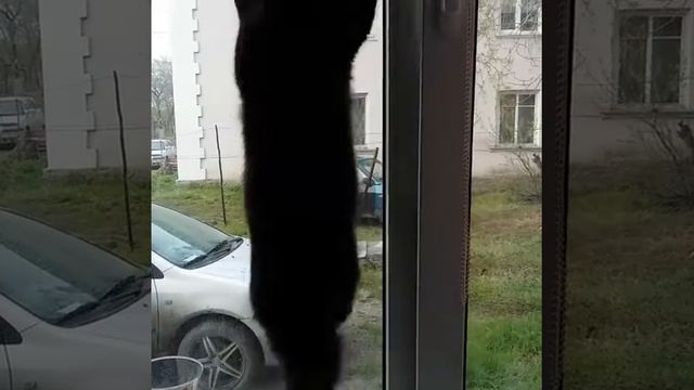 Кот очень сильно хочет гулять смотреть онлайн