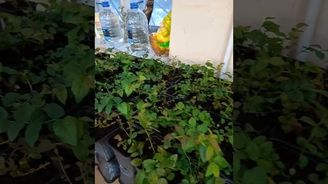 голубика в помещении досвечиваем лампами декабрь. норд блю. смотреть онлайн