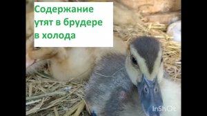 Содержание утят в холодное время года.