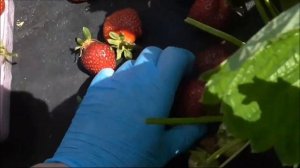RA 109 2 - номерной сорт клубники. Бордовый испанец!