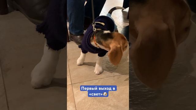 3 месяца собачьей жизни 🤩 смотреть онлайн