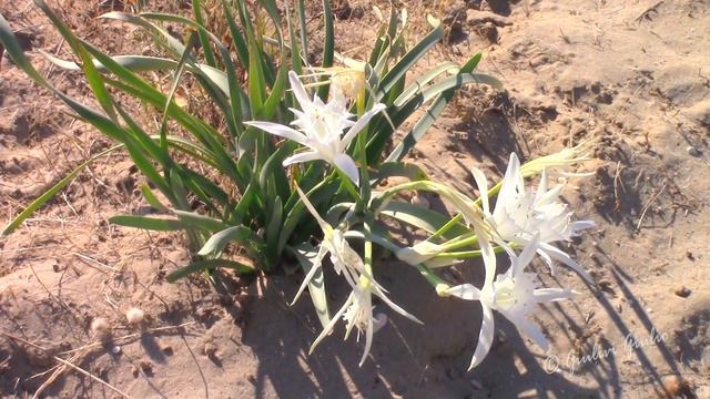 GIGLIO DI MARE- PANCRATIUM MARITIMUM PRIME FIORITURE 2016 G.G. © смотреть онлайн