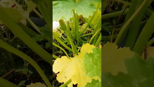 Дача . Не была 3 недели. Приехала , а тут такое ?#shorts смотреть онлайн