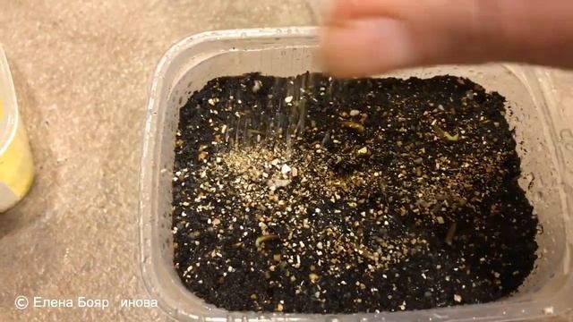 Гербера 10.12.18 Посев герберы на салфетку