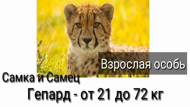вес больших диких кошек (читать описание обьязательно) смотреть онлайн