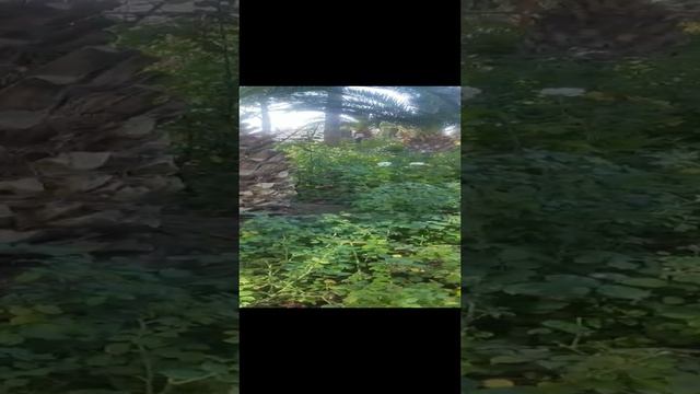 ЯЛТА 5 НОЯБРЯ 2022 ГОДА смотреть онлайн