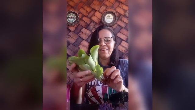 Minha primeira caixa da alegria. Lindas Suculentas