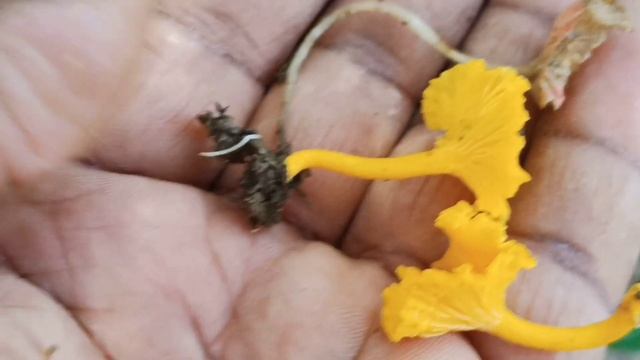 Cantharellus minor #fungi #Basidiomycota смотреть онлайн
