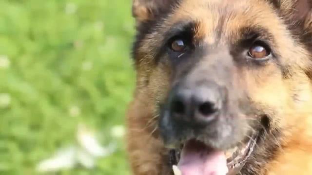 То что делала эта собака со своей хозяйкой по ночам, шокировало весь мир! смотреть онлайн