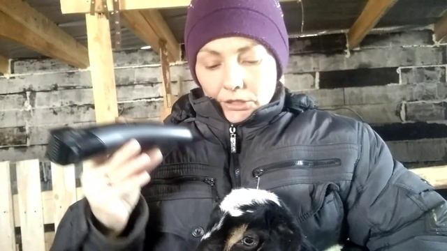 Обезроживание козлёнка термокаутером. смотреть онлайн