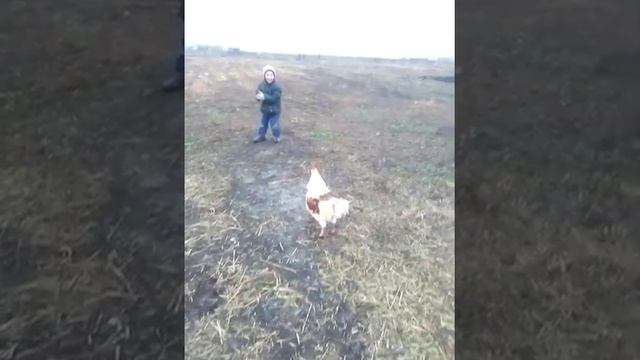 Соседский злой петух смотреть онлайн