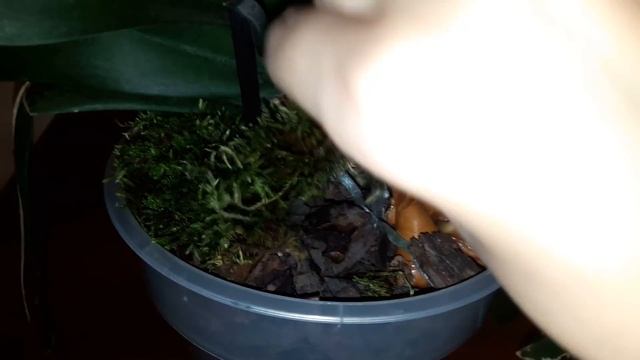 #ОРХИДЕИ Орхидея Дикий персик изменила свой окрас! смотреть онлайн