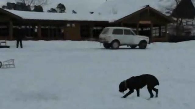 Новогодняя движуха