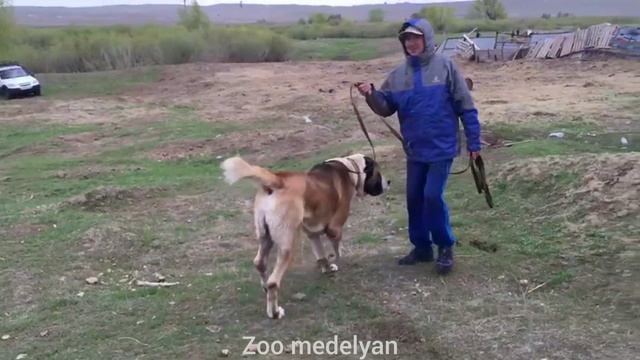 Султан! 105 кг...САО...Пример как должен выглядеть идеальная Среднеазиатская овчарка!!! смотреть онлайн