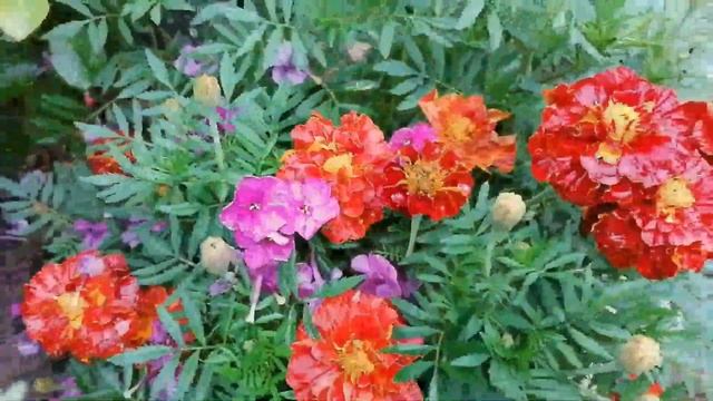 Грабли веерные Для любителей канала Грабли Лайф 05 09 21 смотреть онлайн