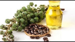 ПОЛЬЗА и ВРЕД семян укропа. Как приготовить отвар, снимающий любую боль?