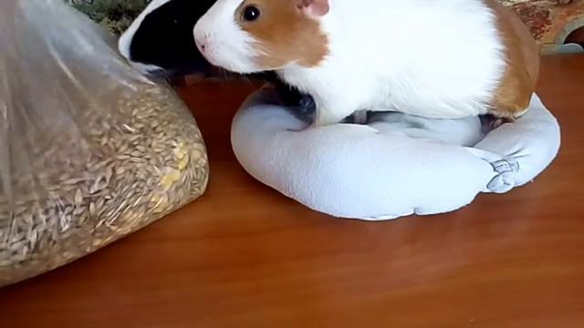 Зоо покупки смотреть онлайн