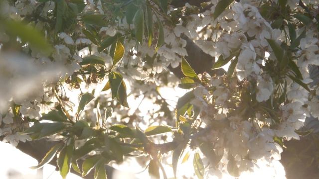 ПЕНИЕ СОЛОВЬЯ ИЗБАВЛЯЕТ ОТ УНЫНИЯ,ДЕПРЕССИЙ И ГОЛОВНОЙ БОЛИ смотреть онлайн