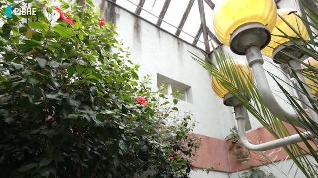 В дитячому садочку Рівного ростуть пальми смотреть онлайн