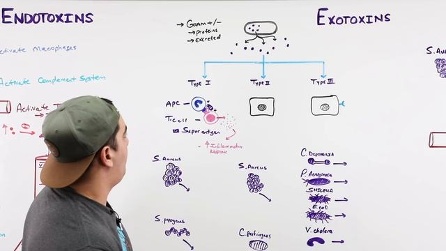 Endotoxins Vs. Exotoxins