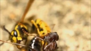 Бои жуков: Оса против муравья Бульдога.