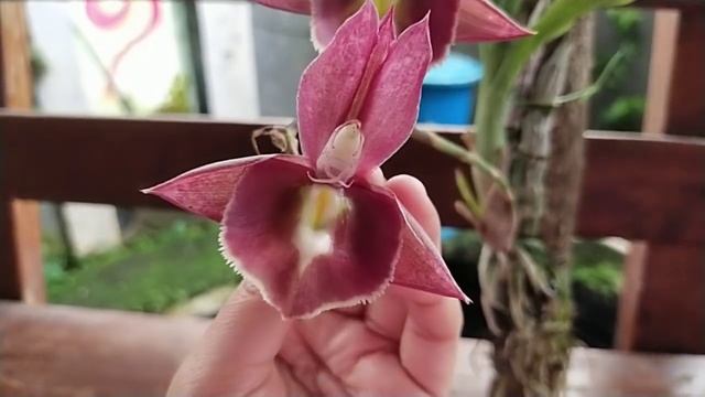 Catasetum Penang X Jumbo Pearl