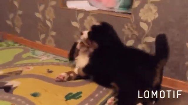 Бойкая девчонка и ленивый кот 😂 смотреть онлайн