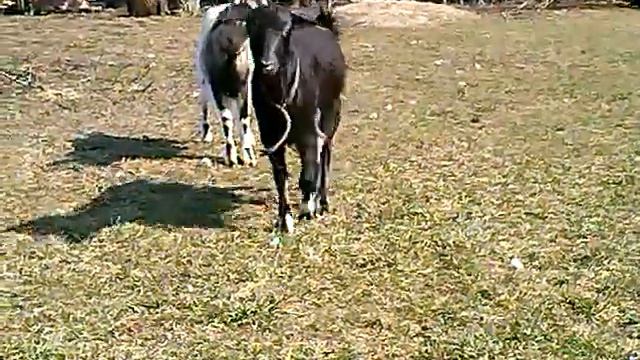 BARBET szczenięta Alia z Barbeciarskiej Chaty смотреть онлайн