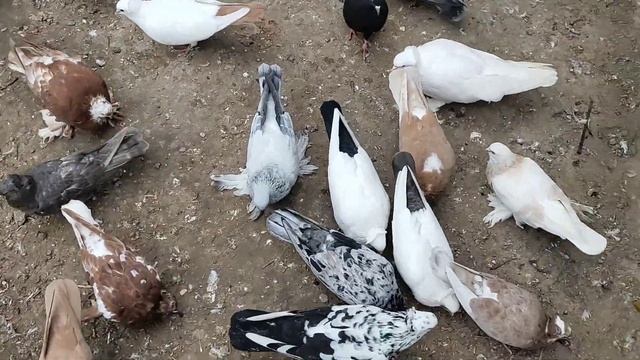 Гоняем молодежь, кормим маточник) смотреть онлайн