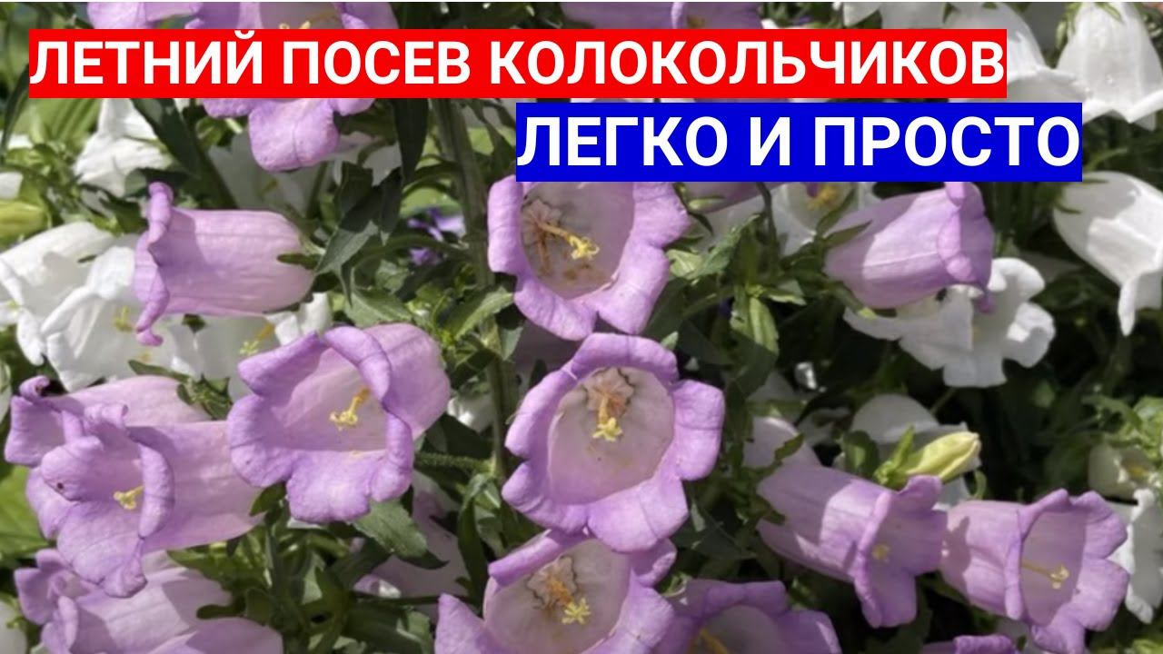 ЛЕТНИЙ ПОСЕВ КОЛОКОЛЬЧИКА В ГРУНТ - ЗАЧЕМ СЕЯТЬ КОЛОКОЛЬЧИК СРЕДНИЙ В ИЮЛЕ смотреть онлайн