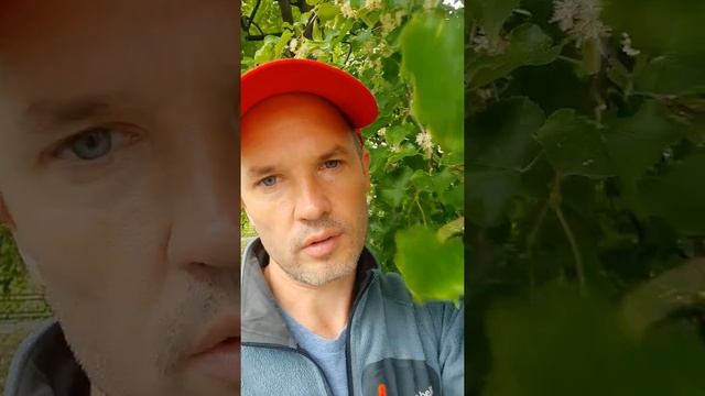 Как отличить липу от других деревьев? смотреть онлайн