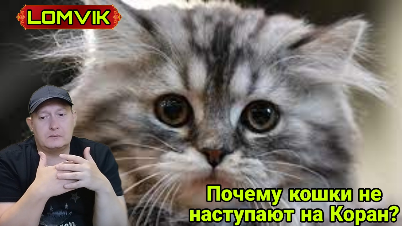 Почему кошки не наступают на Коран? смотреть онлайн