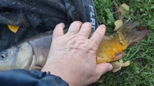 Карп на супер насадку-Нут!(турецкий горох,пузырник,нахат,горох шиш)Рыбалка в полводы.Поплавок,осень