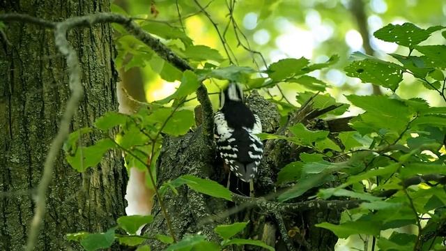 Средний пестрый дятел. смотреть онлайн