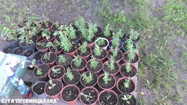 Влог-Обзор/ Цветник/ Огород/ Сад/ Что растёт?/ Что цветёт?/#деревня #огород #vlog #garden #flowers смотреть онлайн