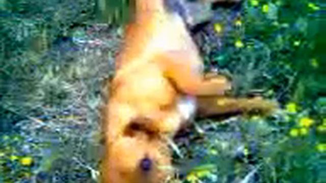 Macs.Cane randagio.Приблуда. смотреть онлайн
