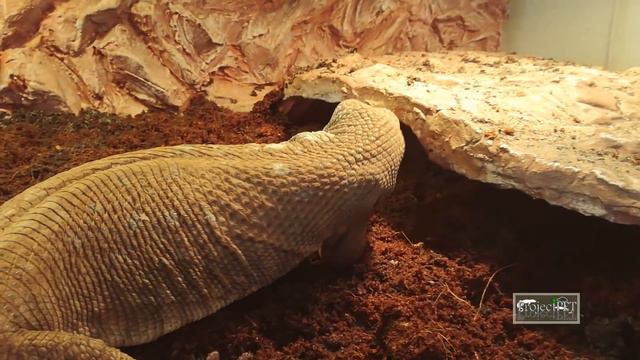 Savannah Monitor CARE VIDEO - How to keep a Bosc Monitor | Varanus exanthematicus смотреть онлайн