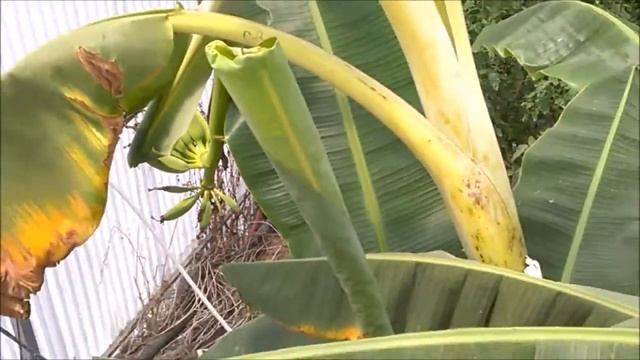 Банановое Дерево и Помидоры в Теплице в Европе смотреть онлайн