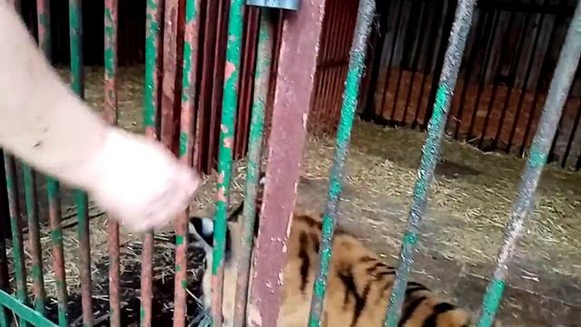 Позитив и море удовольствия от тигрицы Каи. смотреть онлайн