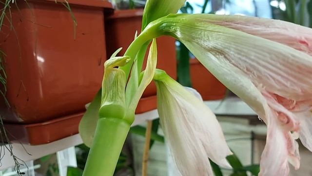 Срезать ли цветонос у гиппеаструма? смотреть онлайн