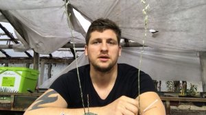 Как получить семена суккулентов. Тонкости опыления Хавортий и других суккулентов.