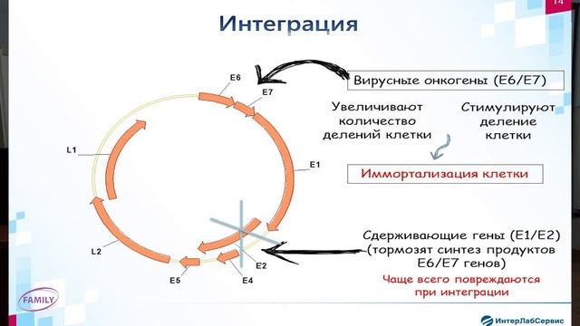 Литовко Евгений - значение метода ПЦР диагностики вируса ВПЧ ВКР в профилактике рака шейки матки смотреть онлайн