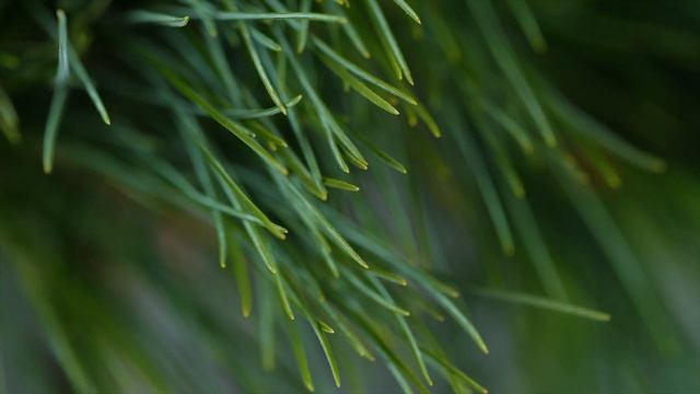 GREG - sosna wejmutka (Pinus strobus 'Greg') - odporna, kulista odmiana sosny wejmutki смотреть онлайн