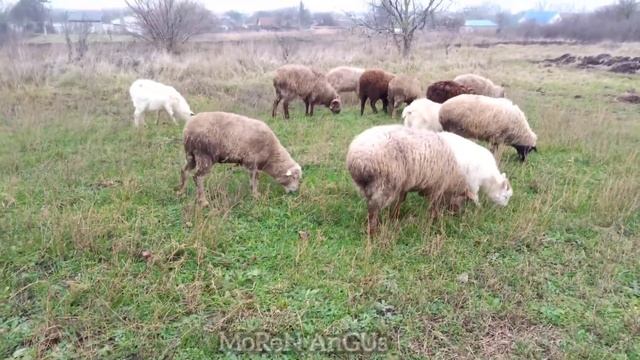 Овцы и бараны бегут домой со свистом!! овцы меринос, Каракульские овцы, Ставропольские овцы красные