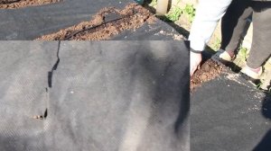 Не полоть и не прореживать! Новый способ! Посев моркови на укрывной.